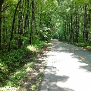 Meet your Posher, Cynthia